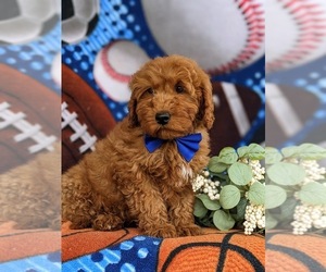 Goldendoodle (Miniature) Puppy for sale in LINCOLN UNIVERSITY, PA, USA