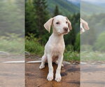 Small #3 Beagle Mix