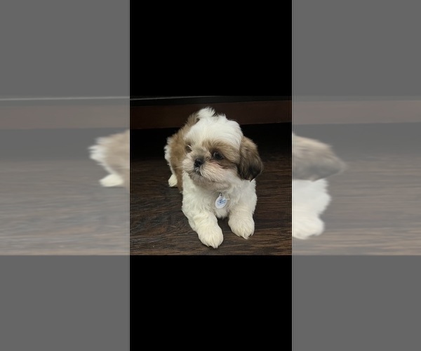 Medium Photo #12 Shih Tzu Puppy For Sale in DOWNEY, CA, USA
