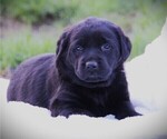 Puppy Chelsea Labrador Retriever