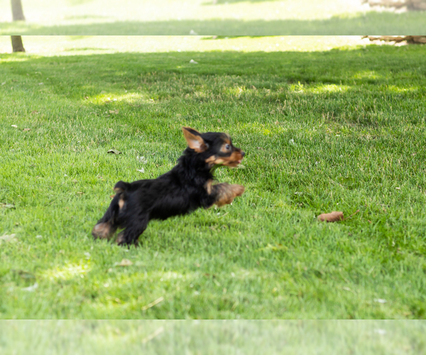 Medium Photo #1 Yorkshire Terrier Puppy For Sale in NAPPANEE, IN, USA