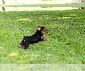 Yorkshire Terrier Puppy for sale in NAPPANEE, IN, USA