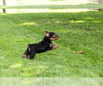 Small Yorkshire Terrier