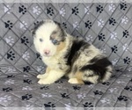 Small Photo #44 Australian Shepherd Puppy For Sale in SALISBURY, NC, USA