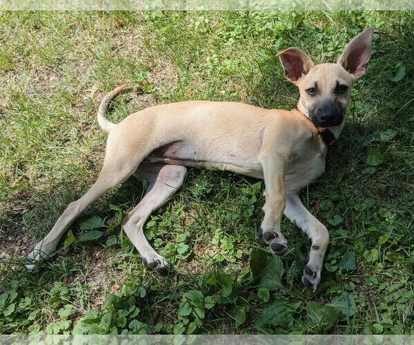 Medium Photo #5 Chihuahua-Unknown Mix Puppy For Sale in Brooklyn Center, MN, USA