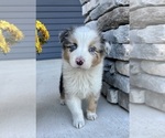 Small #1 Australian Shepherd