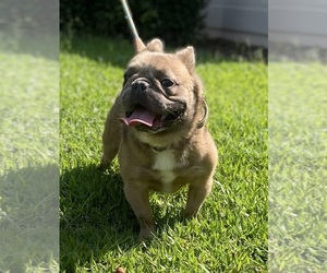 French Bulldog Puppy for sale in ORLANDO, FL, USA