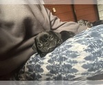 Puppy Archie Frenchie Pug