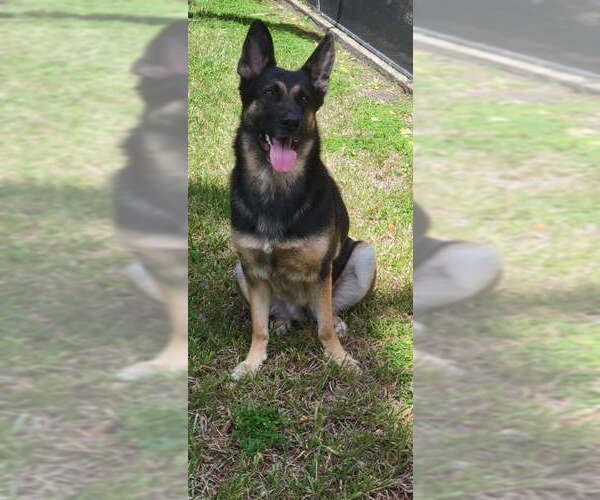 Medium Photo #1 German Shepherd Dog Puppy For Sale in Plantation, FL, USA
