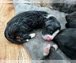 Small Photo #6 Bernedoodle Puppy For Sale in HARRISONVILLE, MO, USA