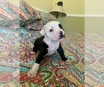 Small Photo #4 American Bulldog Puppy For Sale in CHATSWORTH, CA, USA