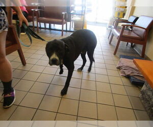 Medium Great Dane Mix