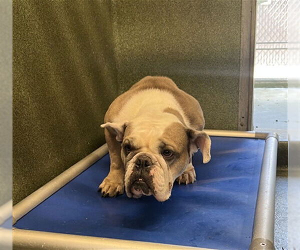 Medium Photo #1 Free-Lance Bulldog Puppy For Sale in Downey, CA, USA