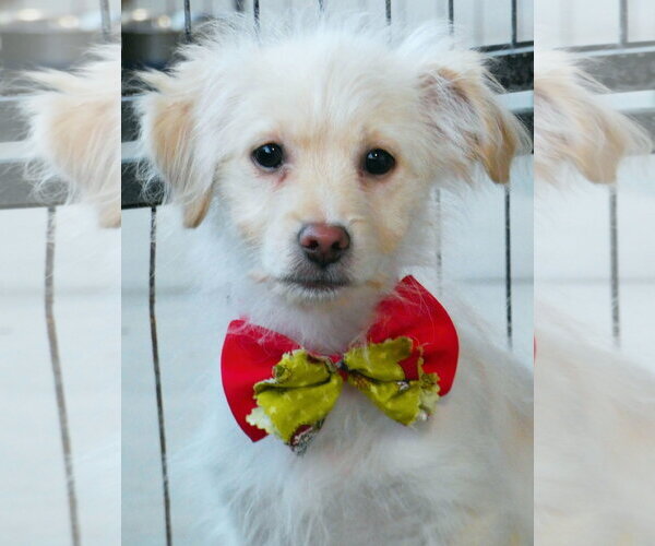 Medium Photo #14 Mutt Puppy For Sale in Chino Hills, CA, USA