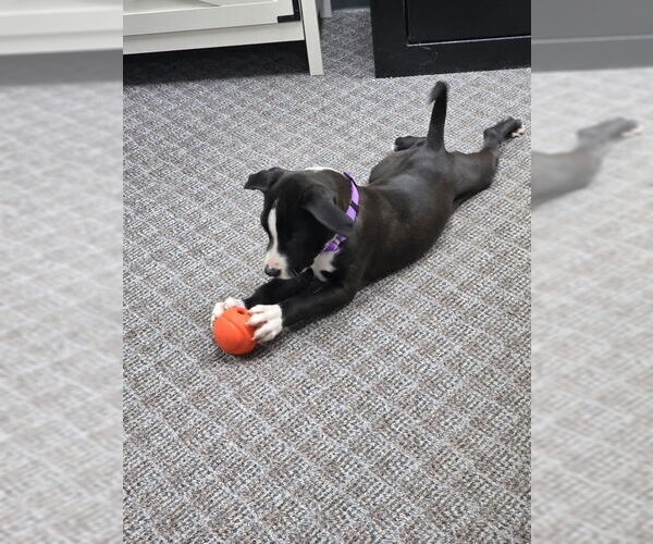 Medium Photo #3 American Pit Bull Terrier-Labrador Retriever Mix Puppy For Sale in Brewster, NY, USA