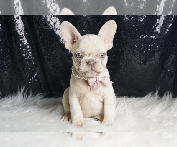 Medium Photo #70 French Bulldog Puppy For Sale in WARSAW, IN, USA