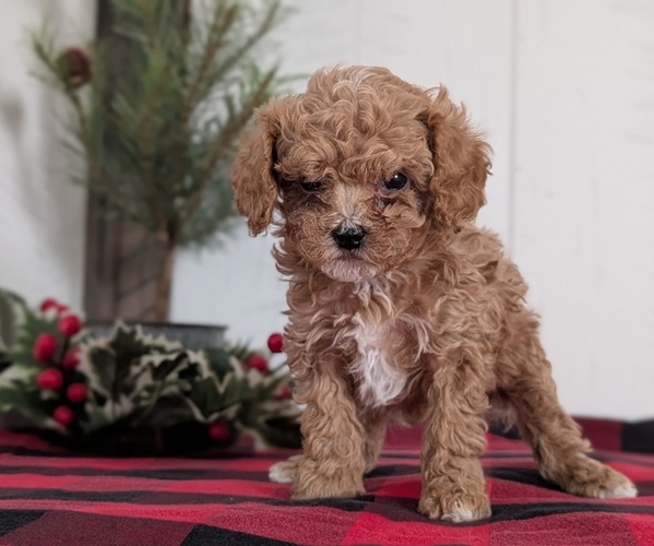 Medium Photo #11 Cavapoo (Miniature) Puppy For Sale in GOSHEN, IN, USA