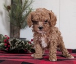 Small #10 Cavapoo (Miniature)