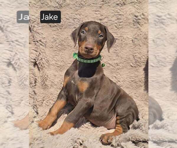 Medium Photo #3 Doberman Pinscher Puppy For Sale in POMEROY, OH, USA