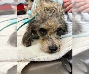 Poodle (Miniature)-Unknown Mix Dogs for adoption in Brewster, NY, USA