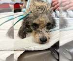 Prissy - Female Poodle (Miniature)-Unknown Mix Dog for Adoption - Small photo