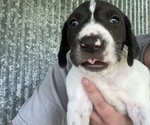 Puppy Puppy 3 German Shorthaired Pointer