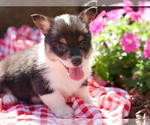 Small Photo #3 Pembroke Welsh Corgi Puppy For Sale in SPRINGFIELD, MO, USA