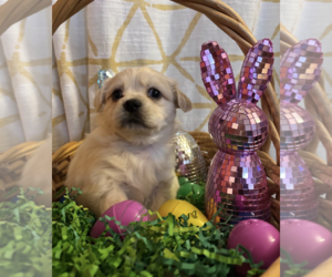 Maltese-Unknown Mix Dogs for adoption in Rockville, MD, USA