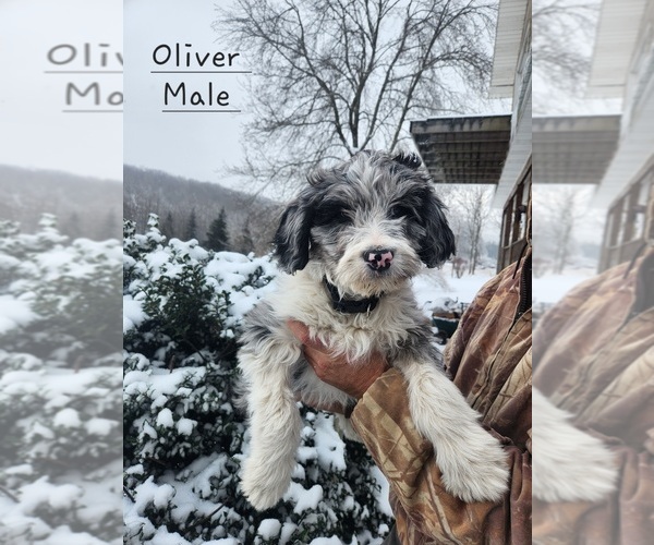 Medium Photo #1 F2 Aussiedoodle Puppy For Sale in LIVONIA, NY, USA
