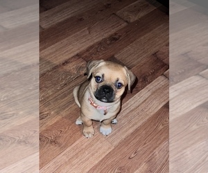 Buggs Puppy for sale in BUFFALO, NY, USA