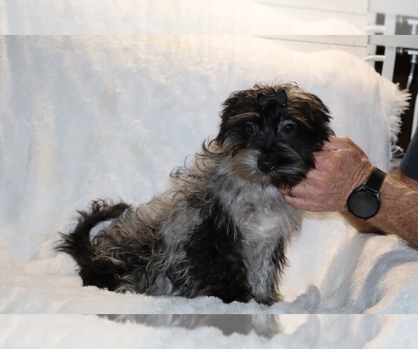 Medium Photo #13 Yorkiepoo mix (+ Poodle Toy) Puppy For Sale in DYERSBURG, TN, USA