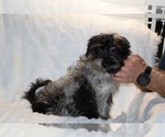 Small #12 Yorkiepoo mix (+ Poodle Toy)