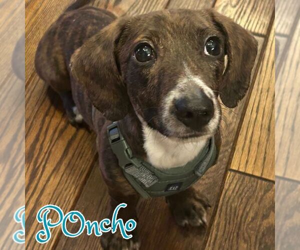 Medium Photo #8 Dachshund-Unknown Mix Puppy For Sale in San Antonio, TX, USA