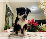 Small Photo #13 Siberian Husky Puppy For Sale in SUGAR LAND, TX, USA