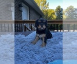 Puppy Puppy 1 Cavalier King Charles Spaniel