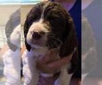 Puppy Jasper English Springer Spaniel