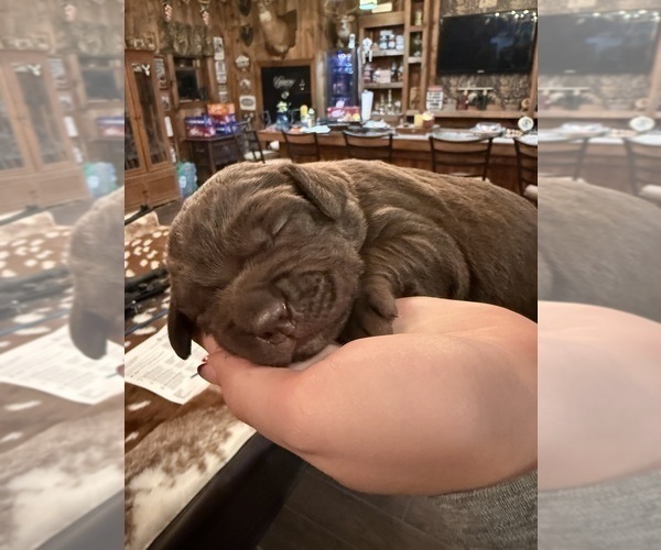 Medium Photo #4 Labradinger Puppy For Sale in NEW CONCORD, OH, USA