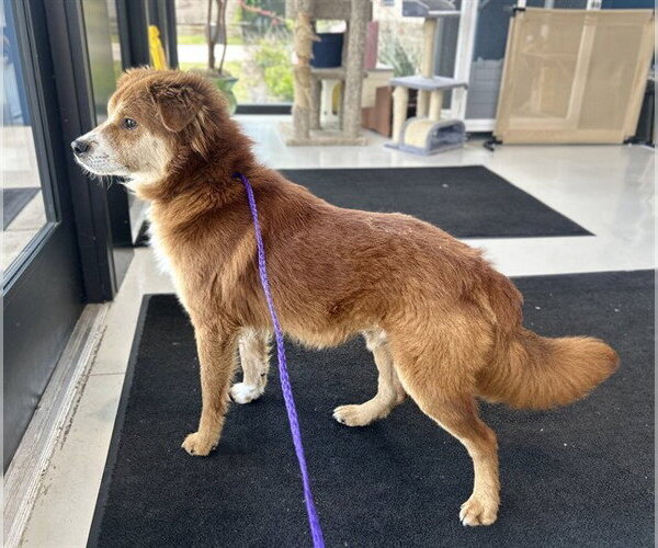 Medium Photo #1 Border Collie-Chow Chow Mix Puppy For Sale in Temple, TX, USA