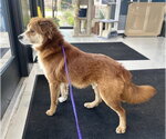 Small Border Collie-Chow Chow Mix