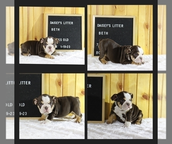 Medium Photo #1 English Bulldog Puppy For Sale in PINE VILLAGE, IN, USA