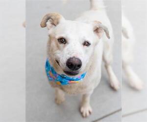 Labrador Retriever-Unknown Mix Dogs for adoption in Tulsa, OK, USA