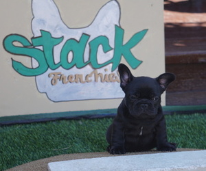 French Bulldog Puppy for sale in HAYWARD, CA, USA