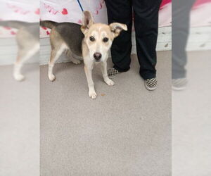 German Shepherd Dog-Unknown Mix Dogs for adoption in San Bernardino, CA, USA