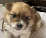 Small Photo #11 Pomeranian Puppy For Sale in EMPORIA, VA, USA