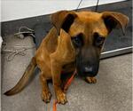 Small German Shepherd Dog Mix