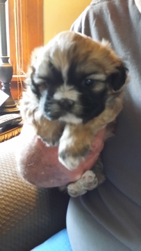 Medium Photo #1 Shih Tzu Puppy For Sale in CENTRALIA, MO, USA