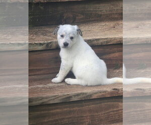 Diana (D Pups) - Female Great Pyrenees-Unknown Mix Dog for Adoption - Photo #6