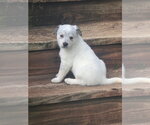 Small #5 Australian Shepherd