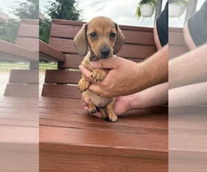 Dachshund Puppy for sale in WILLARD, OH, USA