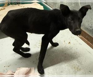 Labrador Retriever-Unknown Mix Dogs for adoption in Conroe, TX, USA